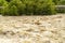 A Turbulent River with Whitecaps and Whirlpools after Spring Rain.