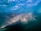 Turbulent water surrounds great white shark approaching diver in cage