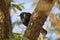 Turdus merula blackbird on a tree branch