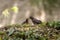 Turdus merula or common blackbird feeding her baby