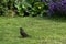 Turdus merula known as Eurasian or common blackbird - species of true thrush