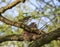 Turdus pilaris bird feeding its nestlings