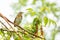 Turdus Pilaris chick sits on a branch