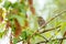 Turdus Pilaris chick sits on a branch