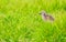 Tureluur, Common Redshank, Tringa totanus