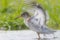 Tureluur, Common Redshank, Tringa totanus