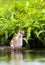 Tureluur, Common Redshank, Tringa totanus