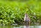 Tureluur, Common Redshank, Tringa totanus