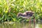 Tureluur, Common Redshank, Tringa totanus