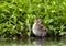 Tureluur, Common Redshank, Tringa totanus