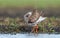 Tureluur, Common Redshank, Tringa totanus