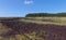 Turf on Slieveanorra Mountain Glencloy Glenariffe Waterfoot Co.Antrim Northern Ireland