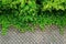 Turf stone sidewalk with vibrant green plants