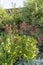 Turk`s cap lily or Lilium martagon in a herbaceous border.