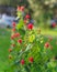 Turk`s cap or Malvaviscus arboreus red flowers at front yard with blurry parked cars in background