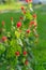 Turk`s cap or Malvaviscus arboreus red flowers at front yard with blurry parked cars in background