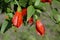 Turk`s cap, Sleeping hibiscus or Wax Mallow flower, Malvaviscus arboreus