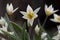 Turkestan tulip, Tulipa turkestanica, blooming