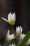 Turkestan tulip Tulipa turkestanica, budding flower