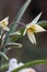 Turkestan tulip, Tulipa turkestanica, flowering, sideview