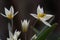 Turkestan tulip Tulipa turkestanica, star-shaped inflorescence