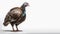 Turkey animal full body on isolated white background