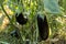 Turkey / Antalya, eggplant greenhouse, eggplant field