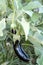 Turkey / Antalya, eggplant greenhouse, eggplant field