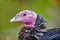 Turkey bird - Close up