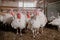 Turkey bird at the poultry farm. White young turkeys