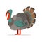 Turkey bird, poultry farming vector Illustration