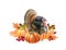 Turkey bird with pumpkins. Watercolor thanksgiving illustration. Festive autumn decoration. Turkey bird with orange