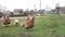 Turkey Birds on a Farmyard, organic farm, beautiful country nature