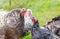 Turkey breeding farm. A flock of turkeys on a farm. Home turkeys graze in the meadow. Selective focus