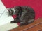 Turkey, Buyukada island, sleeping cat on a red mat