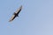 Turkey Buzzard / Vulture Bird flying in Blue Sky