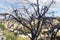 Turkey Cappadocia Mountains Tree