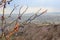 Turkey Cappadocia Mountains Tree