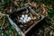 Turkey Chicken Eggs in Wooden Box Nest