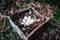 Turkey Chicken Eggs in Wooden Box Nest