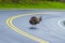 Turkey Crossing Tennessee Road With Copy Space