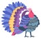 Turkey farm animal, avian bird with color plumage