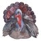 Turkey farm animal in a watercolor style isolated. Aquarelle wild animal for background.