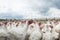 Turkey on a farm bird farm animal