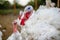 Turkey on a farm , breeding turkeys. White turkey portrait.