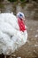 Turkey on a farm, breeding turkeys. White turkey portrait