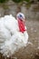 Turkey on a farm , breeding turkeys. White turkey portrait
