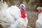 Turkey on a farm, breeding turkeys. White turkey portrait.