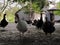 Turkey farm. Free-range turkeys in a rural poultry yard. Poultry on the farm