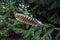 Turkey feather on pine branch